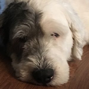 Meet your Posher, Donald